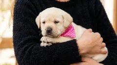 7 zvláštnych psích gest, ktoré sú podľa trénerov znakom dôvery a oddanosti