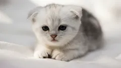 10 dôvodov, prečo by ste si mali zaobstarať mačku